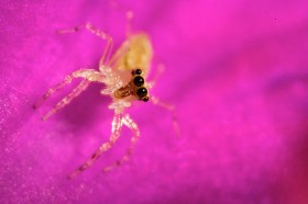 Ten pająk nie buduje sieci. Przyczaił się w kielichu kwiatu.