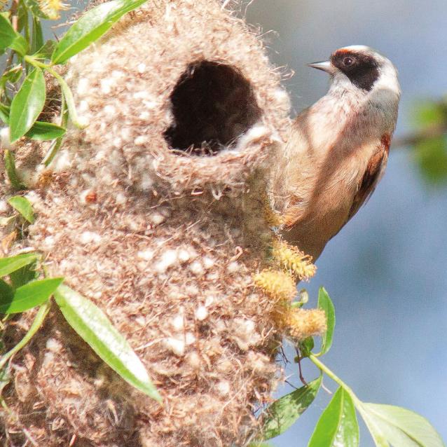 Remiz budujący gniazdo na wierzbie.