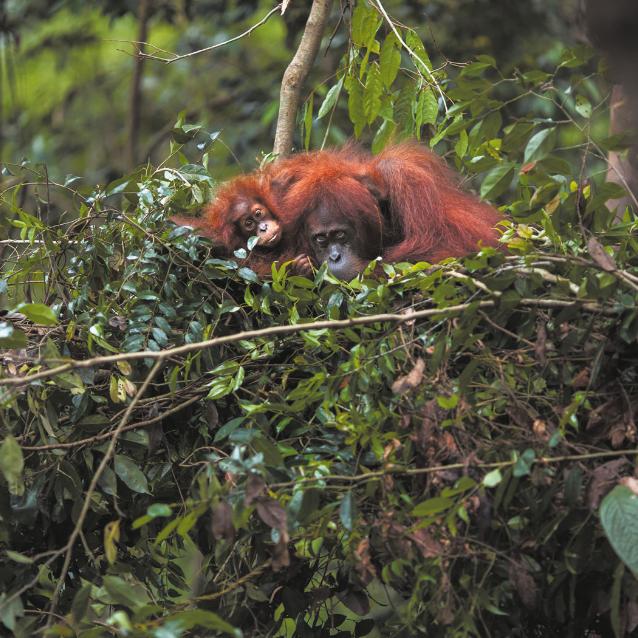 Orangutanica i jej córka w dziennym gnieździe.
