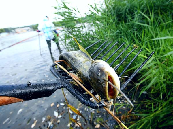 Oczyszczanie Odry z martwych ryb koło Gryfina (woj. zachodniopomorskie)