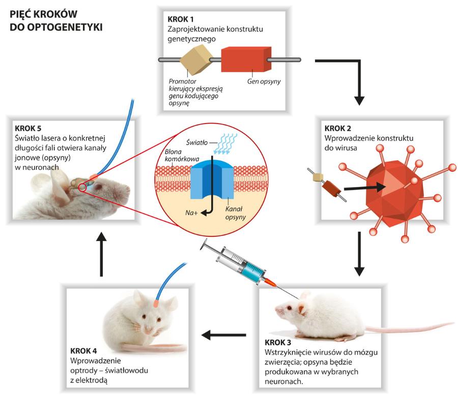 Pięć kroków do optogenetyki.