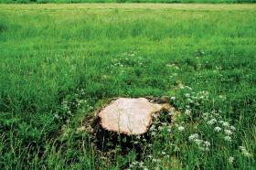 Drakońskie kary za ścięcie drzewa na swojej posesji bez zezwolenia zakwestionował Trybunał Konstytucyjny.