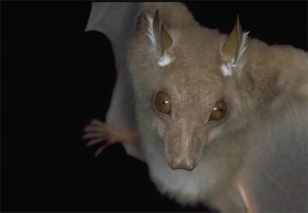 Nietoperz epoletowy. Nietoperze stanowią aż 20 proc. wszystkich ziemskich ssaków. Powstały 50 milionów lat temu w Eocenie. Ich kolonie (głownie te w dużych i  niedostepnych jaskiniach) mogą liczyć kilka, a  nawet kilkanascie milionów osobników.