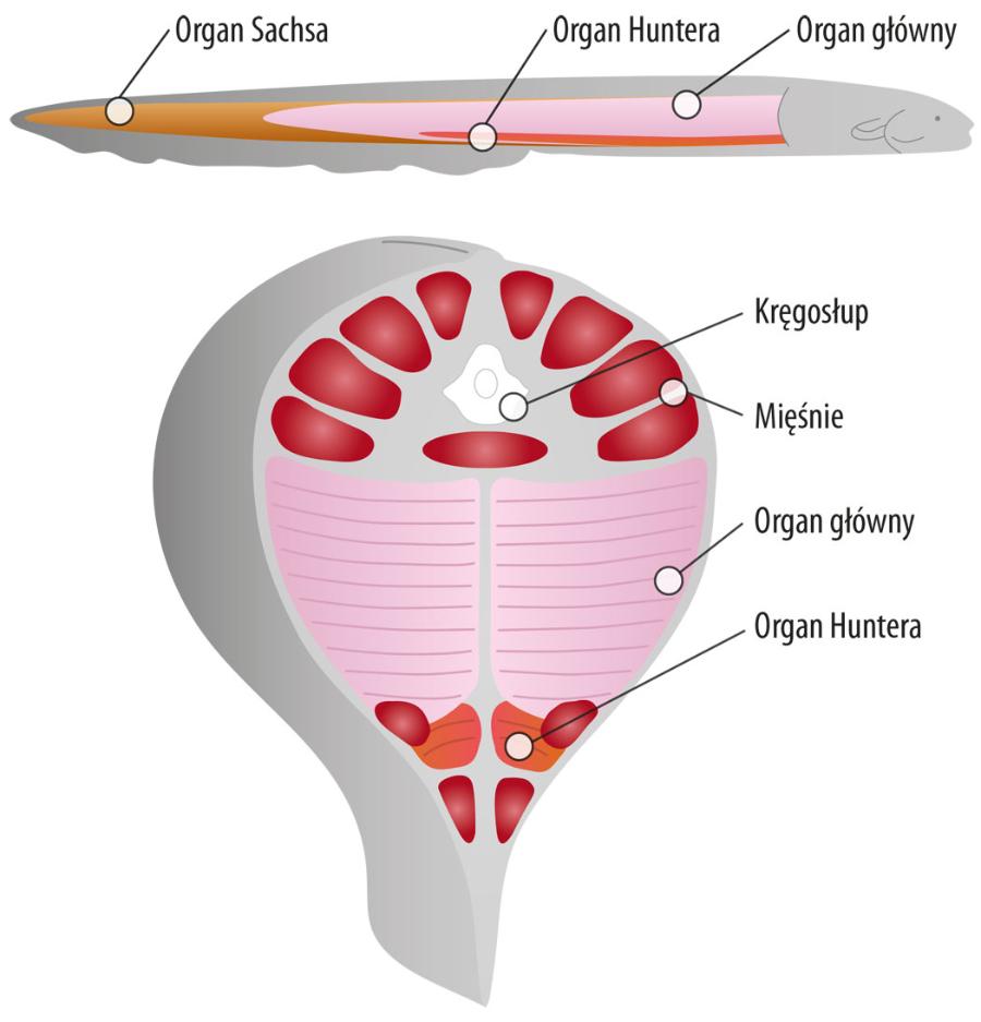 Narządy elektryczne węgorza elektrycznego. Przekrój poprzeczny i podłużny.