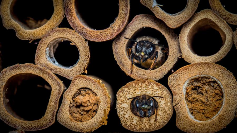 Murarka ogrodowa (Osmia rufa) w owadzim hotelu.