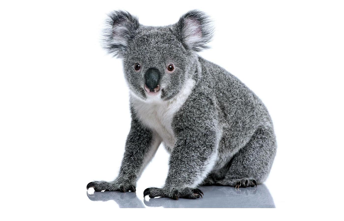 Nawet koala cierpią z powodu zmian klimatu. Upał przekraczający 36 stopni Celsjusza jest dla nich nie do wytrzymania.