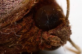 Niektóre motyle udają kawałki kory. Oko martwej ćmy.