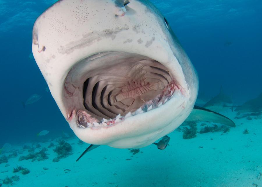 Zęby rekinów są wytworem ­skóry, czyli stwardniałymi łuskami plakoidalnymi.