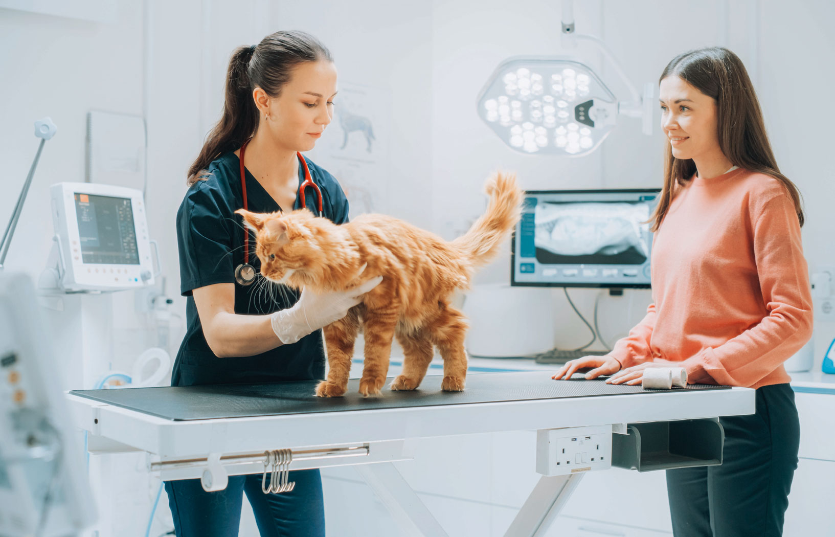 Cyfrowy asystent lekarza weterynarii