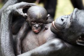 Fascynujace życie naszych małpich kuzynów posłużyło w książce „Bonobo i ateista” do wysnucia wniosków na temat ludzkiej moralności.