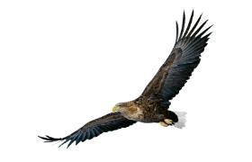 Orłan, czyli orzeł