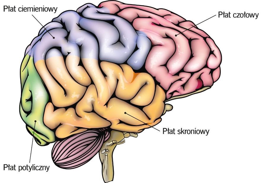 Schemat budowy ludzkiego mózgu.