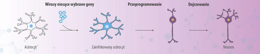 Dzięki wirusom można przeprogramować astrocyty w neurony.