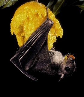 Egipski nietoperz owocowy wcinający mango. Widać, że mu smakuje.