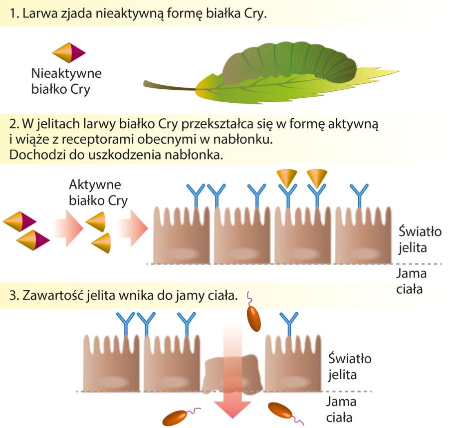 Mechanizm toksyczności białka Cry.