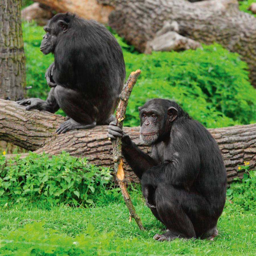 Szympans z prymitywnym narzędziem. Niektórzy twierdzą, że te małpy są jak nasi przodkowie 2 mln lat temu.