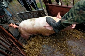 W działalności Inspekcji Weterynaryjnej liczy się przede wszystkim zdrowie i bezpieczeństwo ludzi, dobro zwierząt hodowlanych jest kwestią trzeciorzędną.