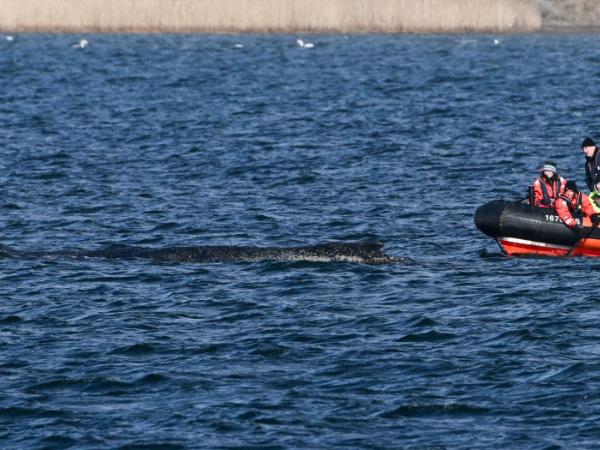 Na piaszczystej łasze na płyciznach Zatoki Wismarskiej na Morzu Bałtyckim utknął humbak. Okolice niemieckiego miasta Wismar, 30 marca 2026 r.