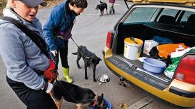 Schroniskowych pupilów dokarmia się czasem prosto z samochodu.