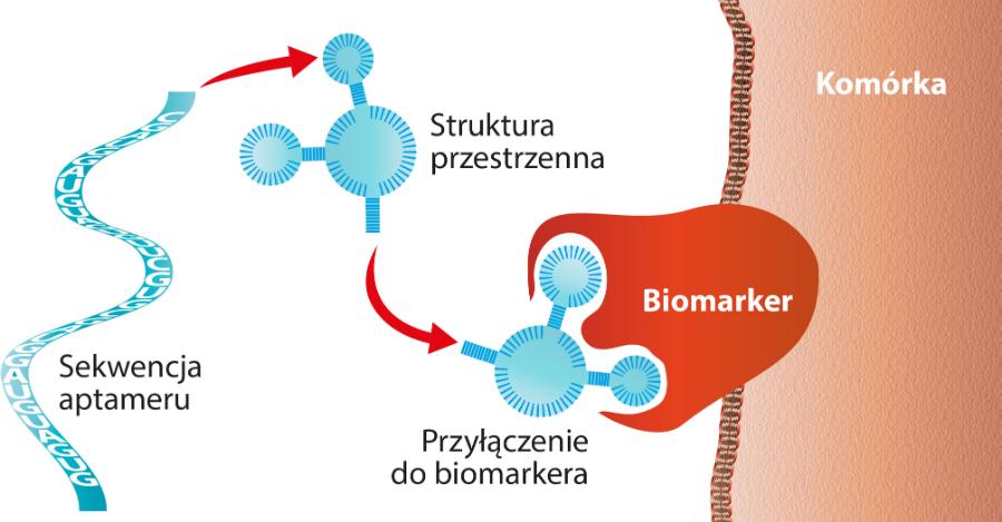 Budowa dendrymeru. „Oszukuje” on komórkę nowotworu, zmuszając ją do samobójczej śmierci.