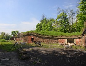 Świnoujście, pruski Fort Wschodni z XIX w., żywe kosiarki trawy.
