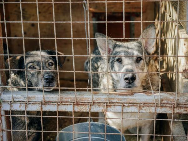 Patoschronisko w Sobolewie zostało zamknięte decyzją Powiatowego Lekarza Weterynarii.