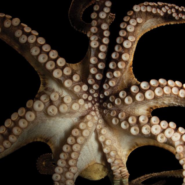 Octopus chierchiae – ośmiornica, której pierwszej zsekwencjonowano genom.