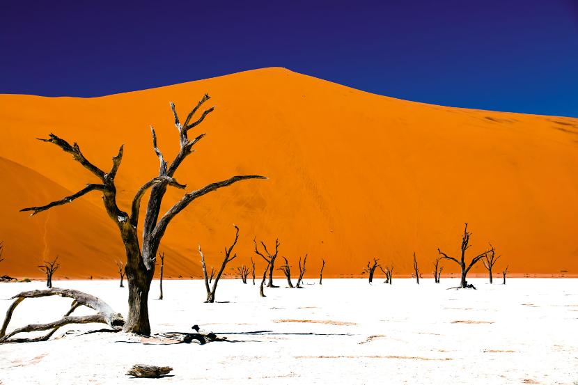 Drzewa pośród wydm. Martwa Dolina w Parku Narodowym Namib Naukluft.