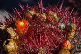 Ferocactus. Zwykle jest kulisty, z wiekiem walcowaty. Często uprawiany jako roślina ozdobna.