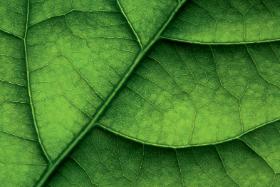 Są spore szanse, że dzięki pracy nad poprawieniem fotosyntezy uda się osiągnąć zakładany cel – istotny wzrost produkcji żywności bez niszczenia środowiska naturalnego.