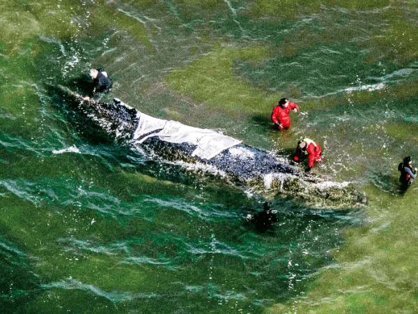 Akcję ratowniczą humbaka prowadziły instytucje publiczne.