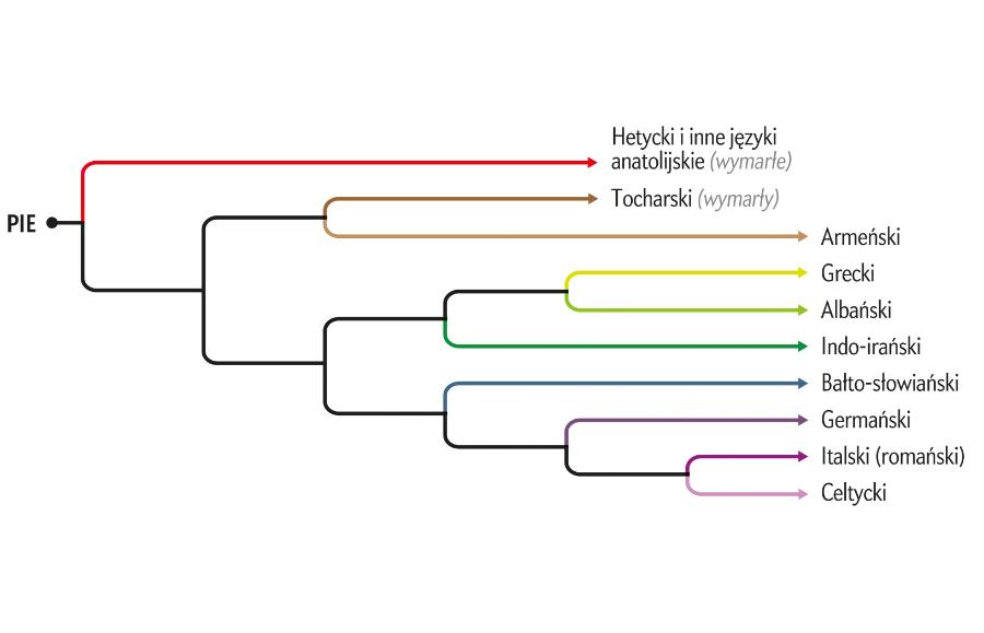 Znaczny odsetek używanych dziś języków – w tym angielski, hindi i perski – wywodzi się z jednego pnia – praindoeuropejskiego. Nowe świadectwa genetyczne wspierają hipotezę, że języki te rozprzestrzeniły się za sprawą koczowniczych jeźdźców z ukraińskich stepów. Powyższy diagram jest bardzo schematyczny i pokazuje jedynie ogólne związki między poszczególnymi językami, pomijając rzeczywiste daty ich rozchodzenia się.