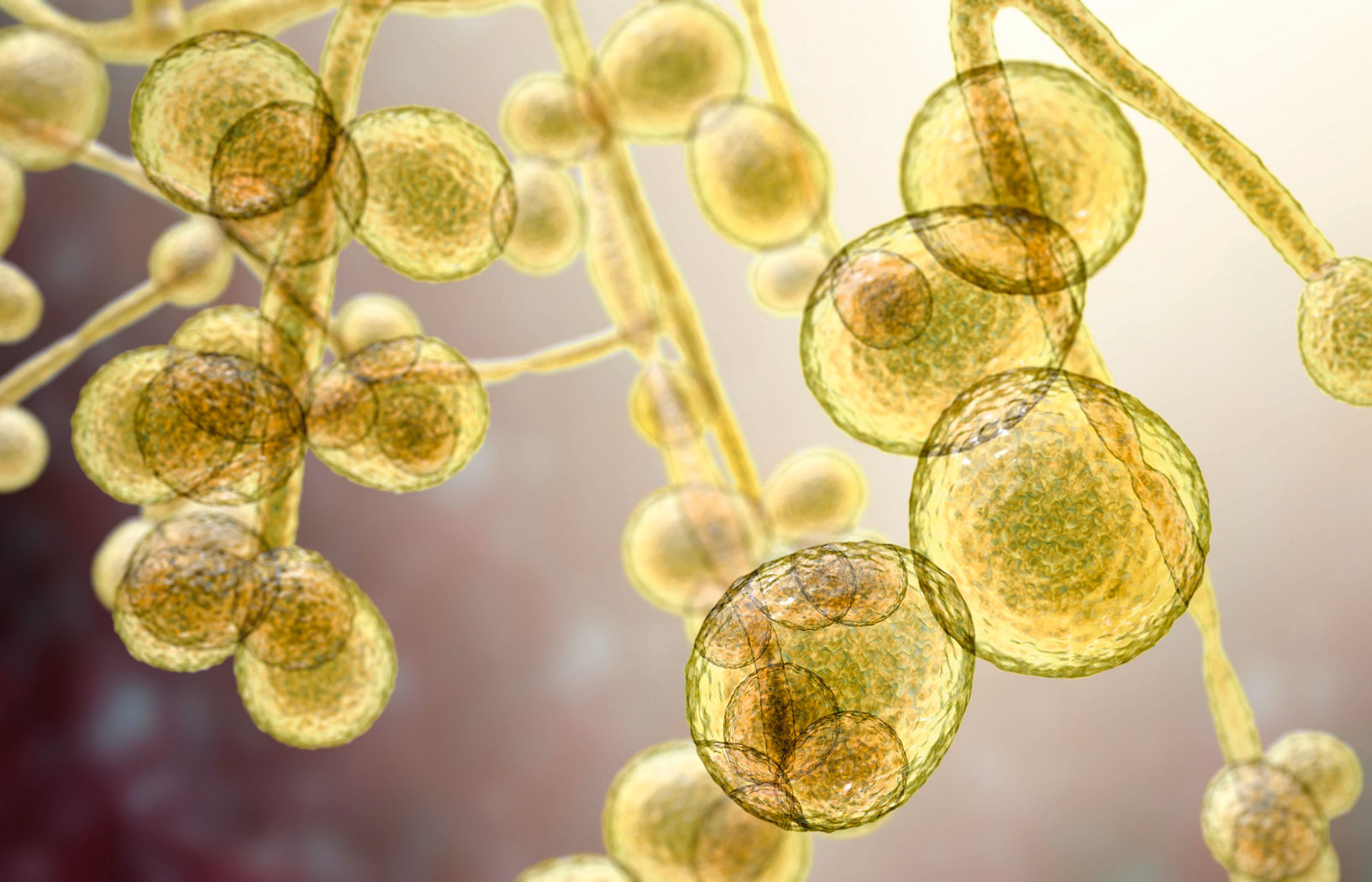 Supergrzyb w natarciu