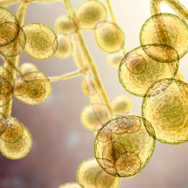 Candida auris − patogenny drożdżak o wysokiej oporności na leki, wywołujący epidemie w placówkach szpitalnych.