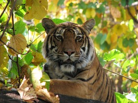 W Petersburgu rozpoczyna się Tiger Summit - ogólnoświatowy szczyt ekspertów tygrysich. Jest o czym radzić, ponieważ w warunkach naturalnych żyje na świecie zaledwie 3200 tygrysów. Z tego połowa w Indiach. Sto lat temu żyło ich 100 tys.