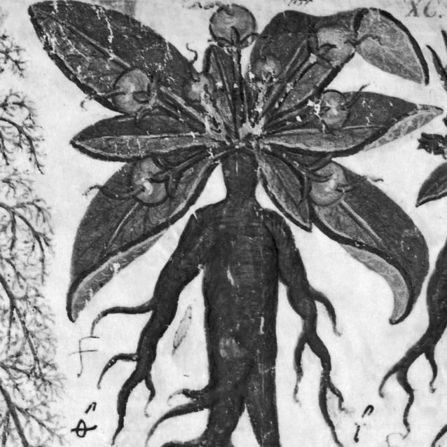 Madragora z rękopisu Dioscurides De Materia Medica z VII w.