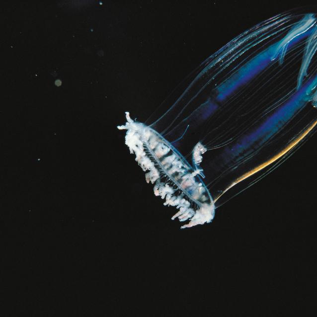 Niebieski bioluminescencyjny plankton z Oceanu Arktycznego.