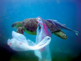Plastikowe torebki trafiają do morza, gdzie stanowią dramatyczne zagrożenie dla żyjących tam zwierząt.