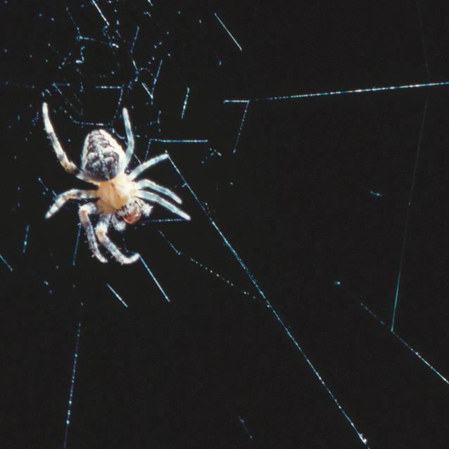 Nawet pająk z czterema krótszymi odnóżami przędzie doskonałą sieć.
From “Spider Webs Inspiring Soft Robotics,” By Fritz Vollrath and Thiemo Krink, In Journal of the Royal Society Interface; November 11, 2020 (https://doi.org/10.1098/rsif.2020.0569)