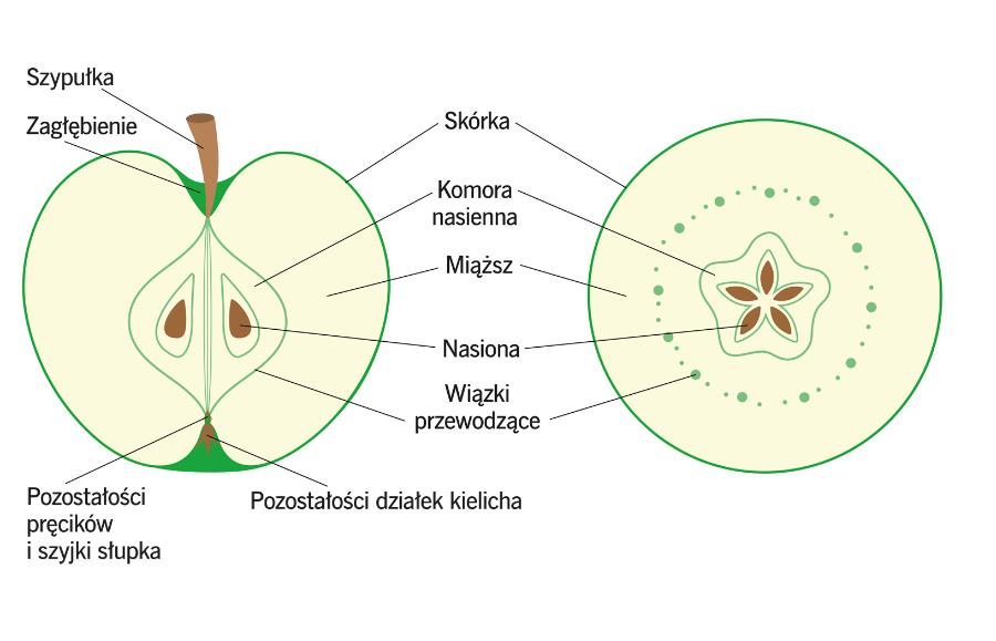 Budowa ­jabłka w przekroju podłużnym (po lewej) i poprzecznym (po prawej).