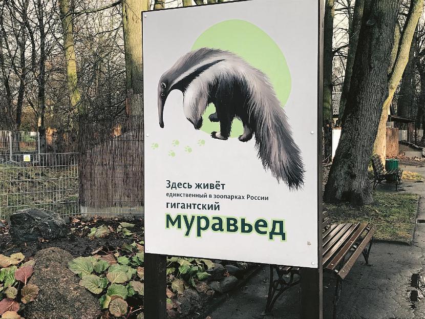 Jedyna w kraju para mrówkojadów wielkich mieszka w Kaliningradzie. Dyrekcja zoo już myśli o kolejnym dziecku...