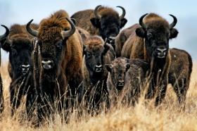 Największe stado żubrów, liczące ponad 650 osobników, żyje w polskiej części Puszczy Białowieskiej.