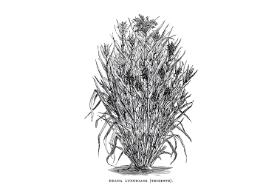 „Gatunki stały się w rękach człowieka czymś na kształt gliny w dłoniach rzeźbiarza – tak głęboko je modyfikujemy”.