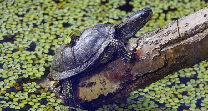 Pulsar - wyjątkowy portal naukowy.