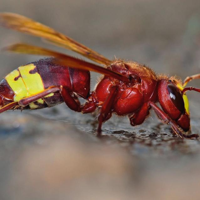 Szerszeń wschodni (Vespa orientalis).