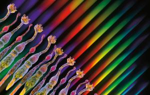 Czerwień jest czerwienią dlatego, że jest sąsiadką pomarańczowego, przeciwieństwem zielonego, daleko od niebieskiego.