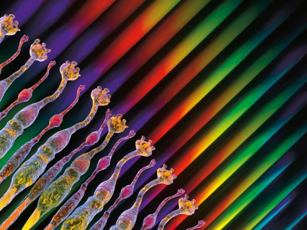 Czerwień jest czerwienią dlatego, że jest sąsiadką pomarańczowego, przeciwieństwem zielonego, daleko od niebieskiego.