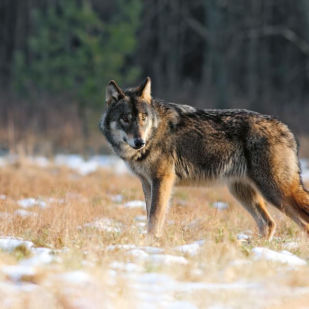 „Głowę odcięto, ciało ukryto”. O nielegalnym zabijaniu wilków w Polsce mówi prof. Sabina Pierużek-Nowak.