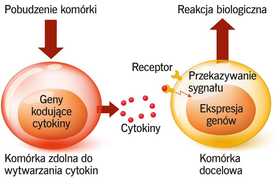 Cytokiny to białka regulujące przebieg reakcji odpornościowej. Używane są przez komórki układu immunologicznego do wzajemnej komunikacji.