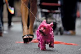 Yorki stały się elementem popkultury.